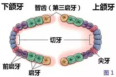 智齿